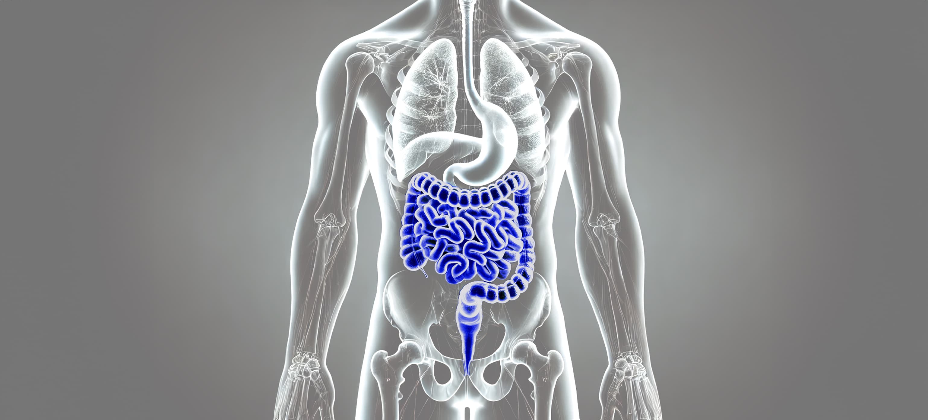 Transparent human body illustration showing the bowels